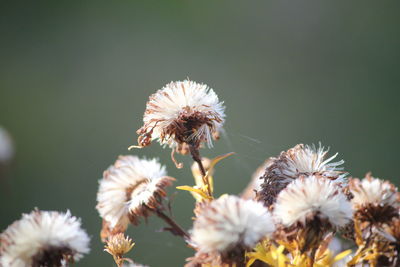 Close-up of wilted thistle