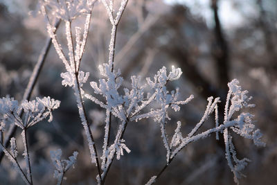 Close-up of frozen plant