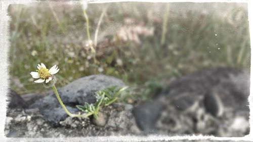 Close-up of flowers