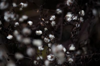 Close-up of flowers growing on tree