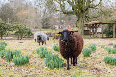 Sheep standing in a field