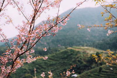 Low angle view of flowering tree against sky