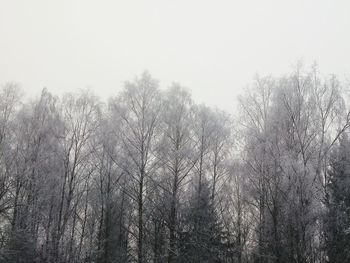 Trees in foggy weather