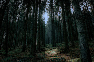 Low angle view of trees in forest
