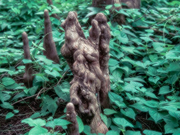 Close-up of plants on field in forest