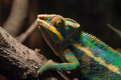 Close-up of lizard