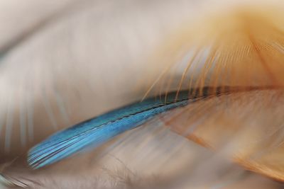 Close-up of feather