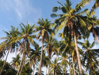 Low angle view of palm trees against sky