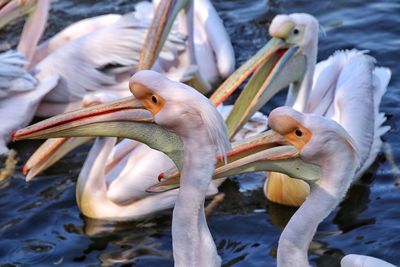 Close-up of pelican in lake