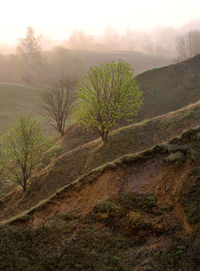 Plants growing on land against sky