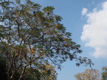 Low angle view of tree against sky