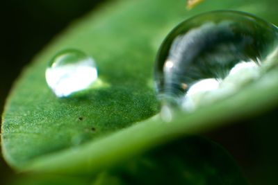 Close-up of leaf in water