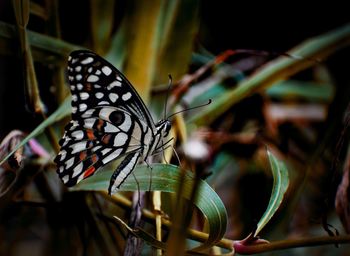 Close-up of butterfly on leaf