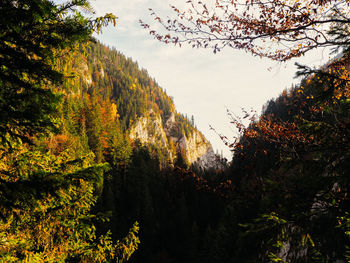 Trees and plants growing in forest during autumn