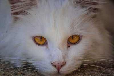 Close-up portrait of a cat