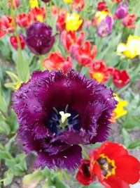 Close-up of purple flowers blooming outdoors