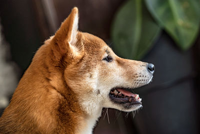 Close-up of dog looking away