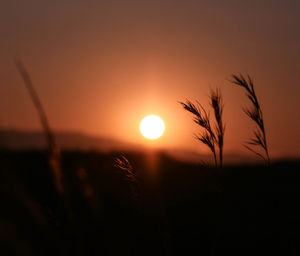 Close-up of silhouette plant against sunset