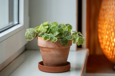 Close-up of potted plant