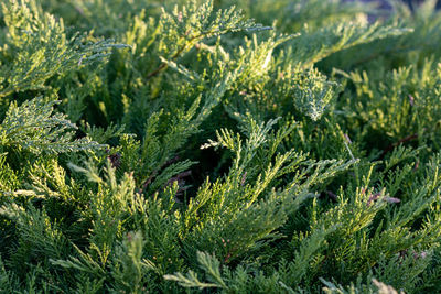 Close-up of plants