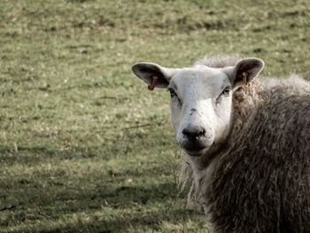 Portrait of sheep on field