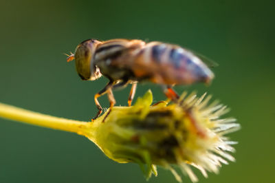 Close-up of insect on flower