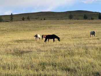 Horses in a field