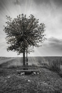 Tree on field against sky