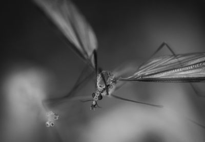 Close-up of insect on plant