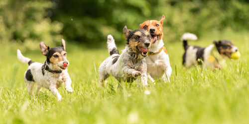 Dogs running on grassy field