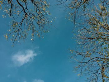 Low angle view of bare tree against sky