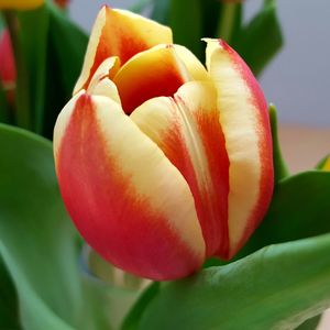 Close-up of tulip blooming outdoors