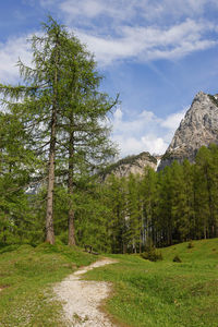 Trees on field against sky