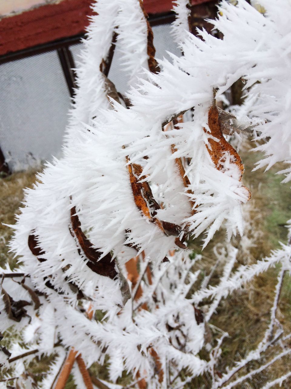 winter, nature, white color, cold temperature, frozen, snow, no people, day, outdoors, beauty in nature, water, close-up, animal themes