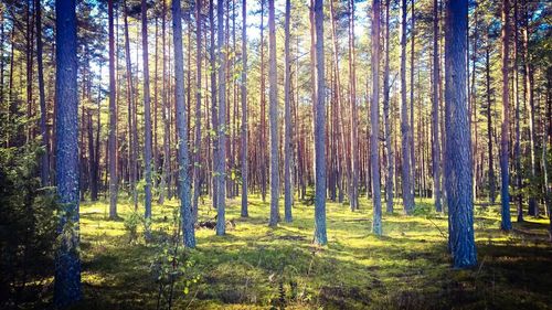 Trees in forest