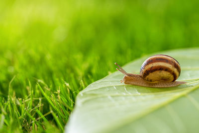 Beautiful lovely snail in grass with morning dew.