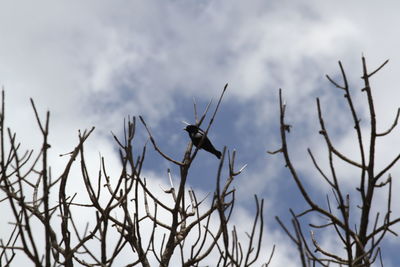Low angle view of bird perching on branch against sky