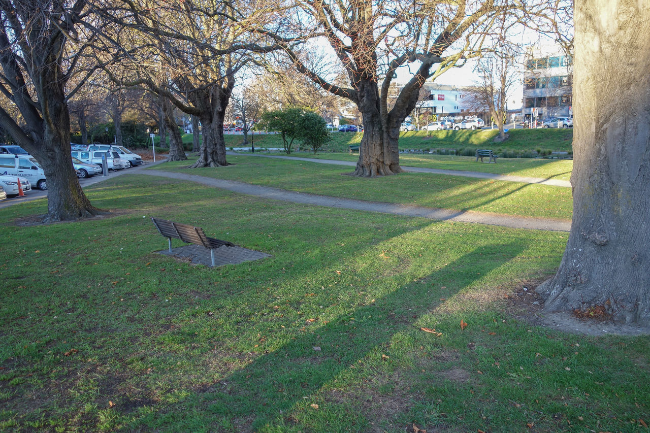 plant, tree, grass, nature, park, tree trunk, trunk, bare tree, lawn, park - man made space, no people, day, green, growth, tranquility, branch, beauty in nature, woodland, field, architecture, yard, outdoors, garden, autumn, land, tranquil scene, scenics - nature, bench, built structure, seat, environment