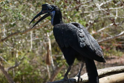 Close-up of bird perching on tree