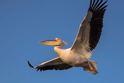 Low angle view of bird flying against clear blue sky