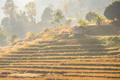 Scenic view of agricultural field