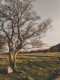 Tree on field against sky