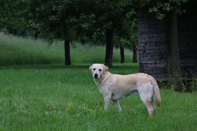 Dog standing in a field