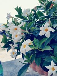 Close-up of white flowers