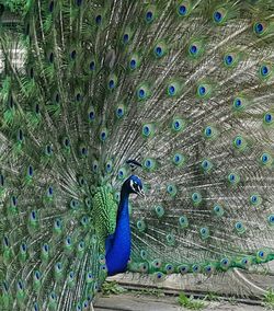 Close-up of peacock