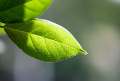 Close-up of green leaves