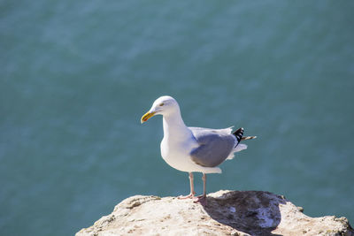 Seagull perching on rock by sea