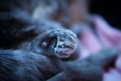 Close-up of cat paw