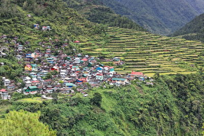 High angle view of plants growing on field
