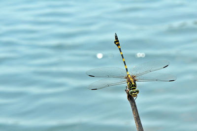 Close-up of dragonfly on plant in lake